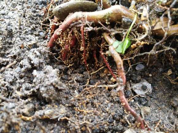 罗汉松盆景根部生了念珠的颗粒