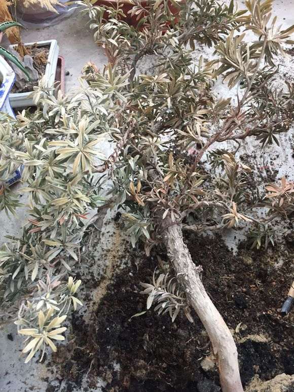 罗汉松盆景是什么虫 如何防治