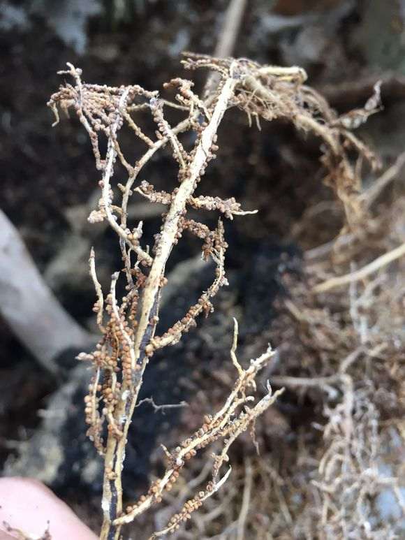 罗汉松盆景是什么虫 如何防治