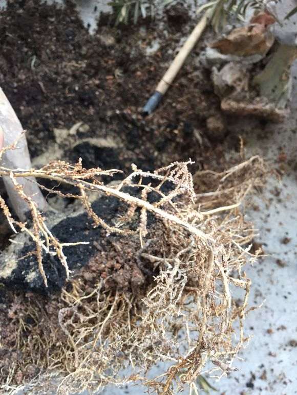 罗汉松盆景是什么虫 如何防治