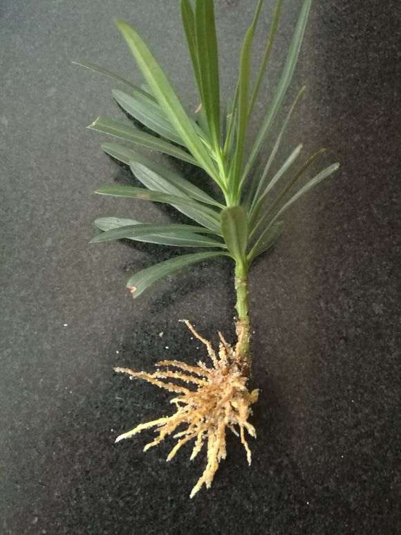 罗汉松盆景枝条沙场扦插生根了