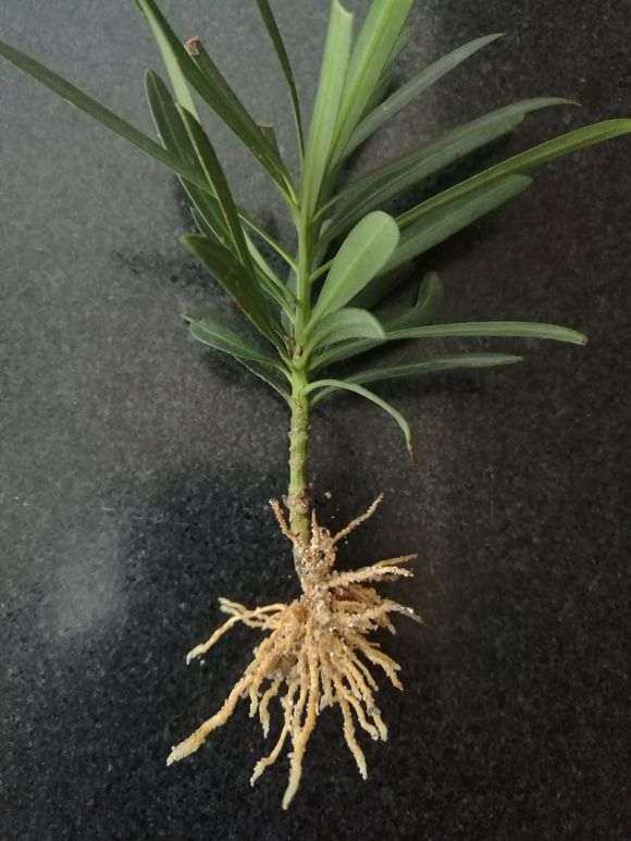 罗汉松盆景枝条沙场扦插生根了