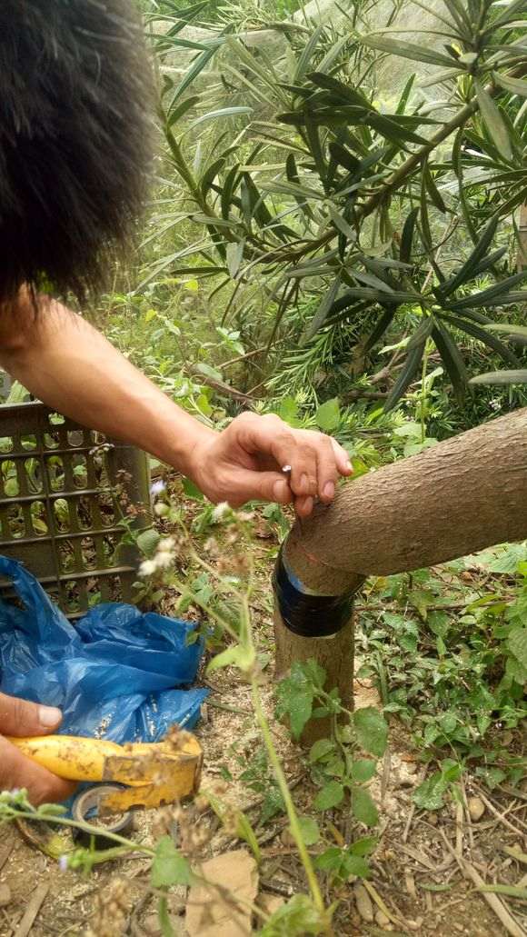 罗汉松盆景地栽阴面 日照少 怎么办