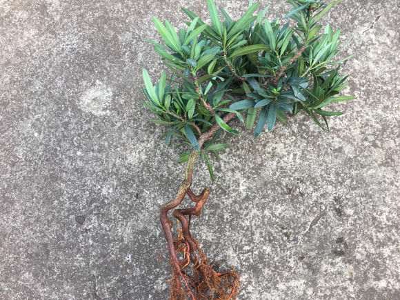 罗汉松盆景纯根不能发芽怎么办