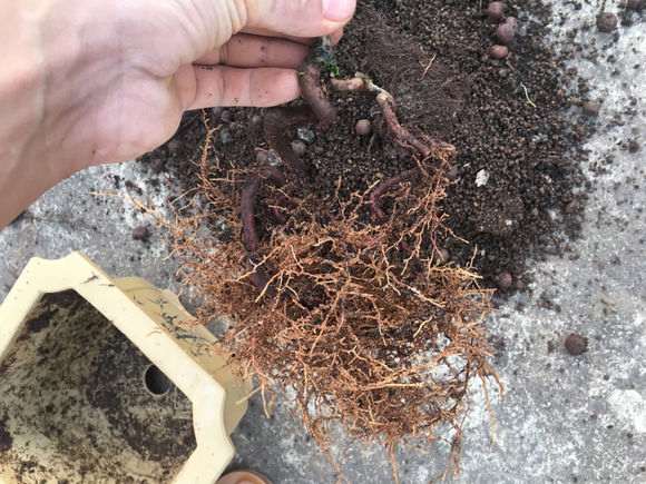 罗汉松盆景纯根不能发芽怎么办