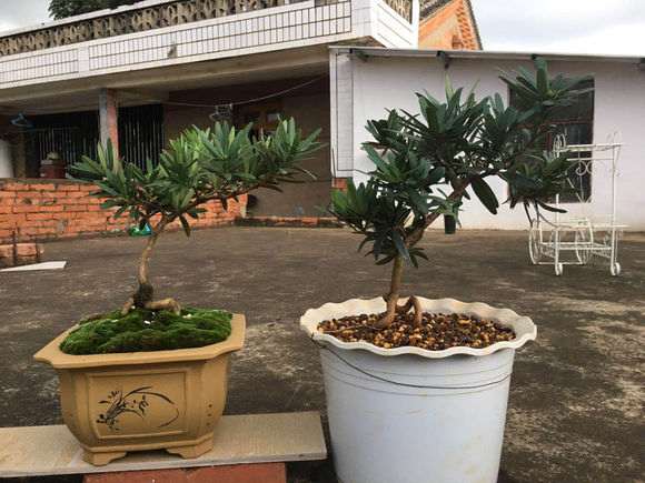 罗汉松盆景纯根不能发芽怎么办