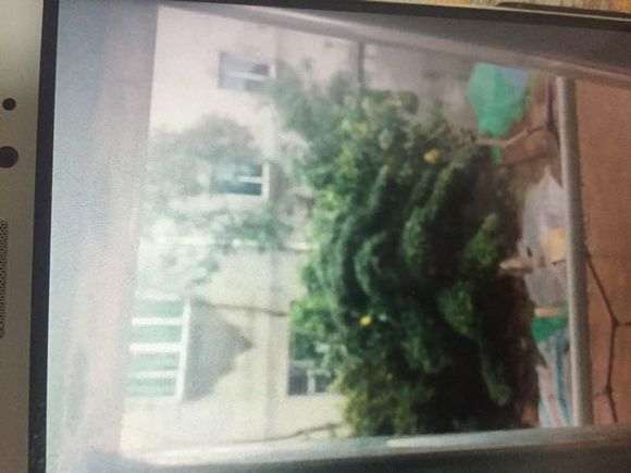 江西地栽大型罗汉松盆景冬天怎么管理