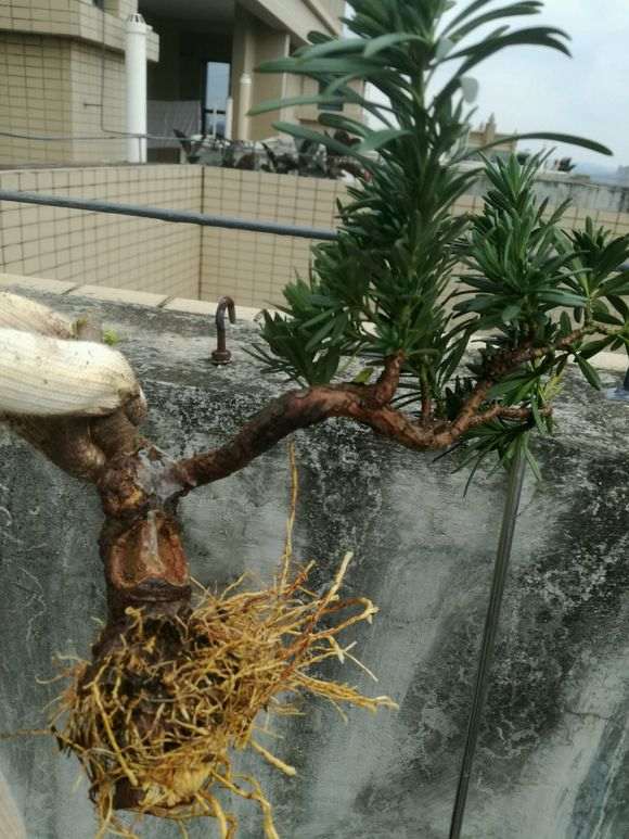 罗汉松盆景高压多久长根