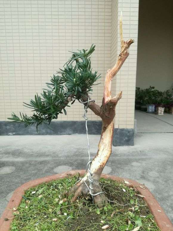 罗汉松盆景高压多久长根