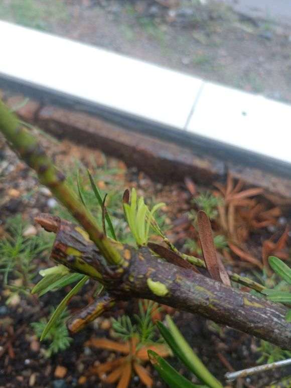 罗汉松盆景叶子枯了 怎么套袋保湿