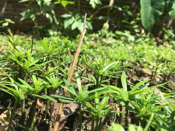 罗汉松盆景用酸性土壤种 好吗