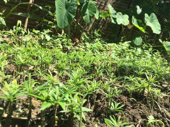 罗汉松盆景用酸性土壤种 好吗