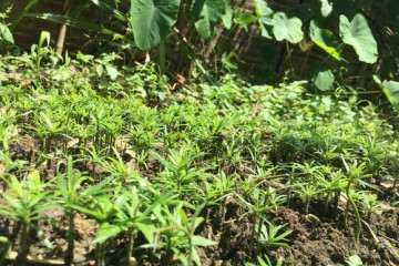 罗汉松盆景用酸性土壤种 好吗