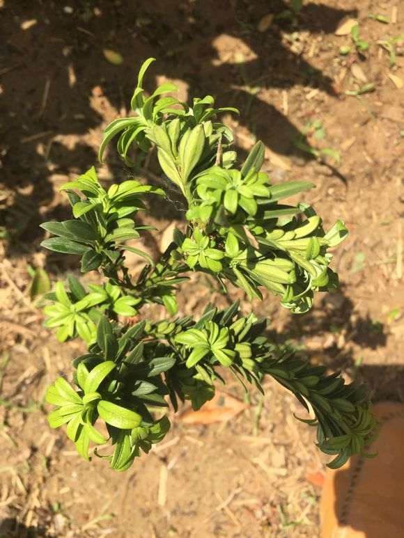 罗汉松盆景叶子怎么发皱了