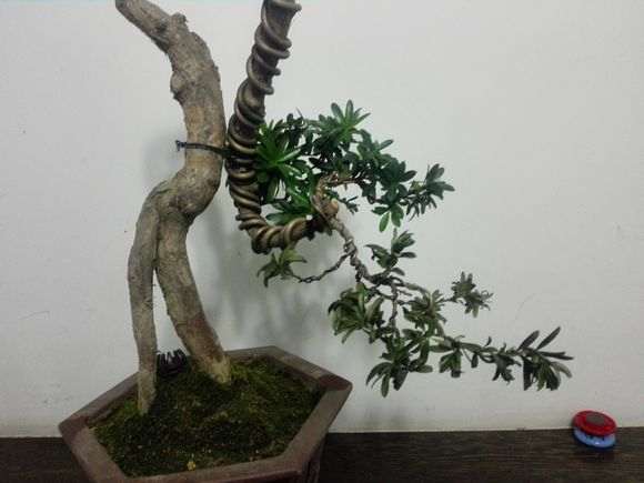 罗汉松盆景的一半叶子枯死