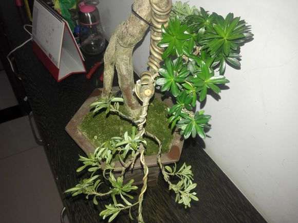 罗汉松盆景的一半叶子枯死