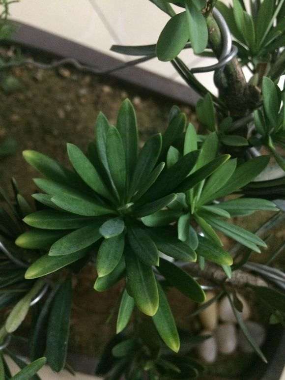 罗汉松盆景的叶尖有点发黄是怎么回事