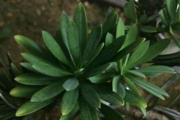 罗汉松盆景的叶尖有点发黄是怎么回事