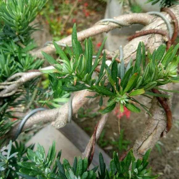 罗汉松盆景叶子发焦 是旱 还是太阳晒的？