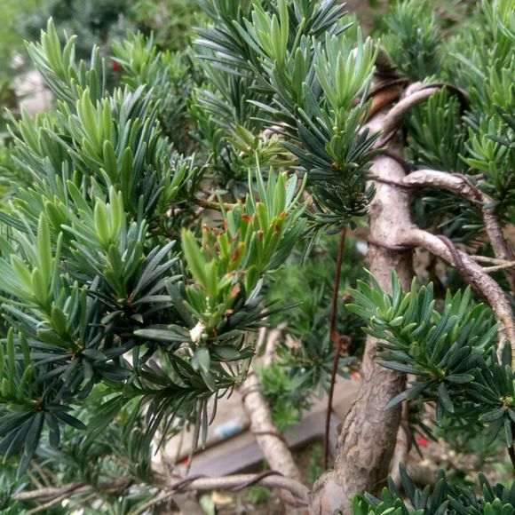 罗汉松盆景叶子发焦 是旱 还是太阳晒的？