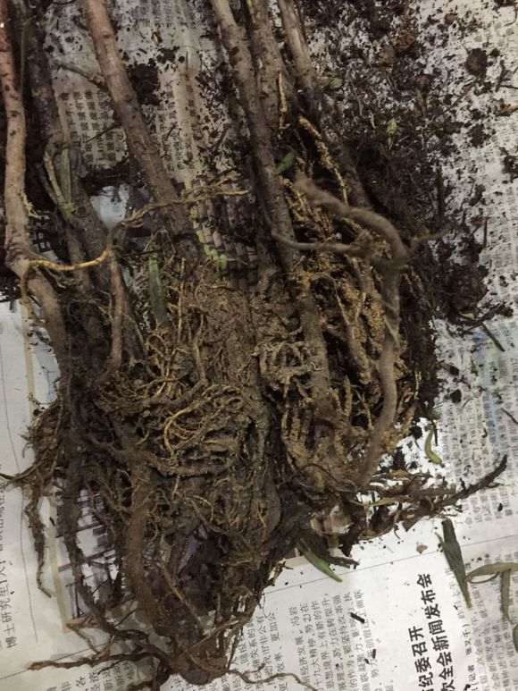 罗汉松盆景苗怎么用生根粉的方法