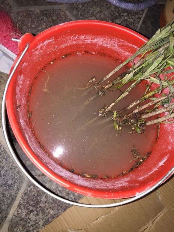 罗汉松盆景苗怎么用生根粉的方法