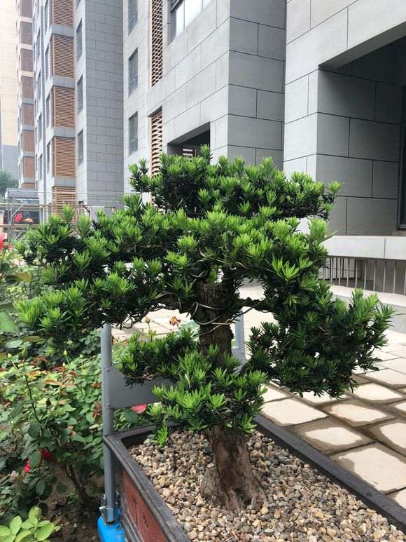 罗汉松盆景蟠扎后怎么解开