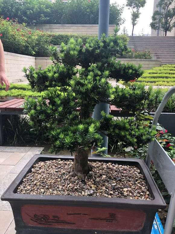 罗汉松盆景蟠扎后怎么解开