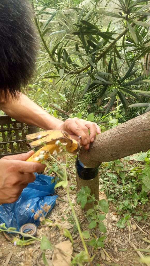 秋季罗汉松下山桩怎么种植啊