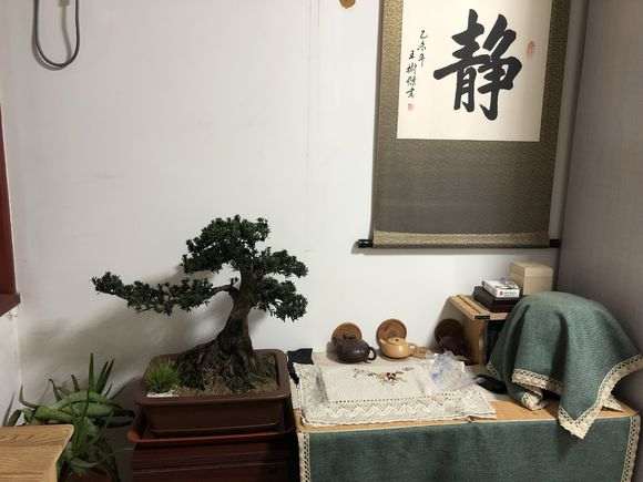 看看这颗米叶罗汉松盆景可以吗