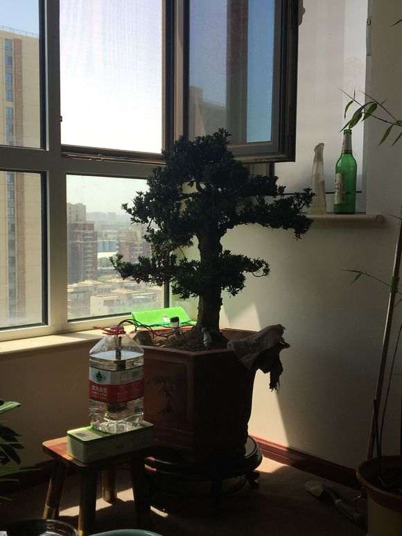 罗汉松盆景叶心干枯怎么办