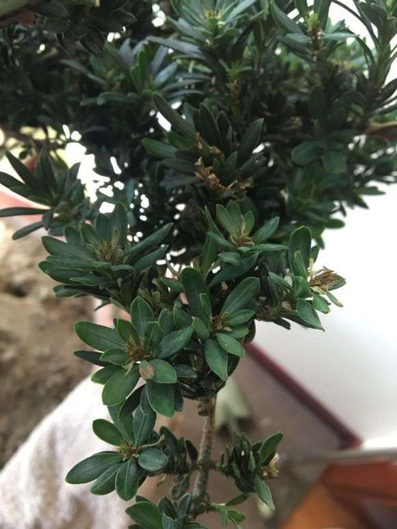 罗汉松盆景叶心干枯怎么办