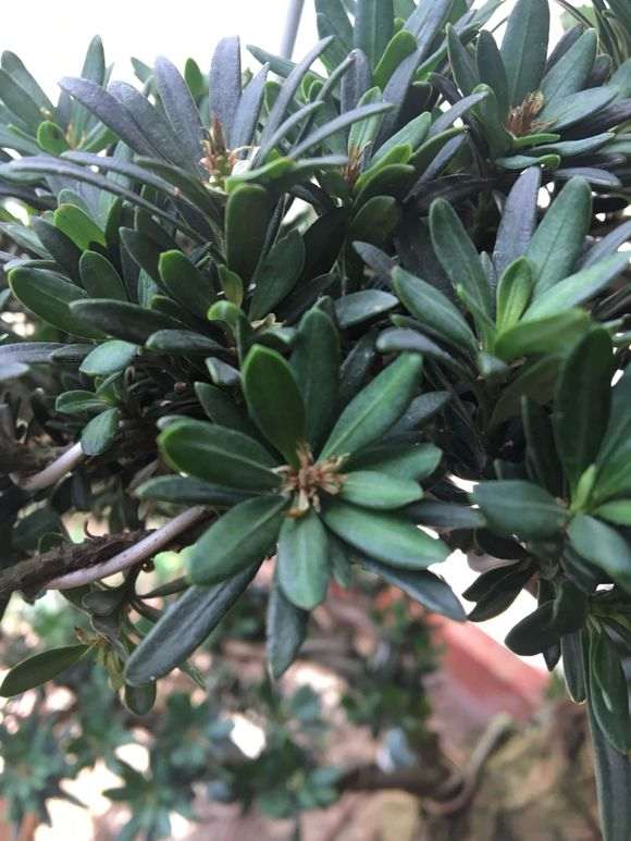 罗汉松盆景叶心干枯怎么办