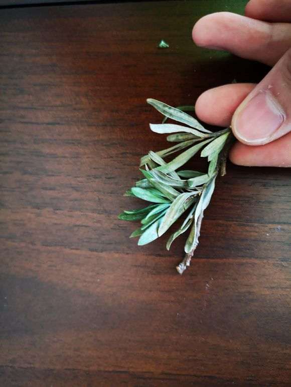 罗汉松盆景的叶子突然变灰白色 枝叶干枯