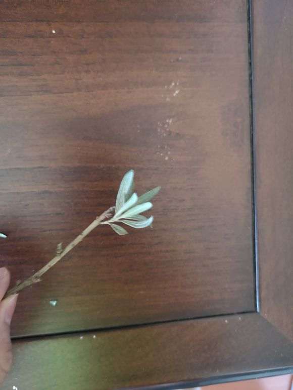 罗汉松盆景的叶子突然变灰白色 枝叶干枯