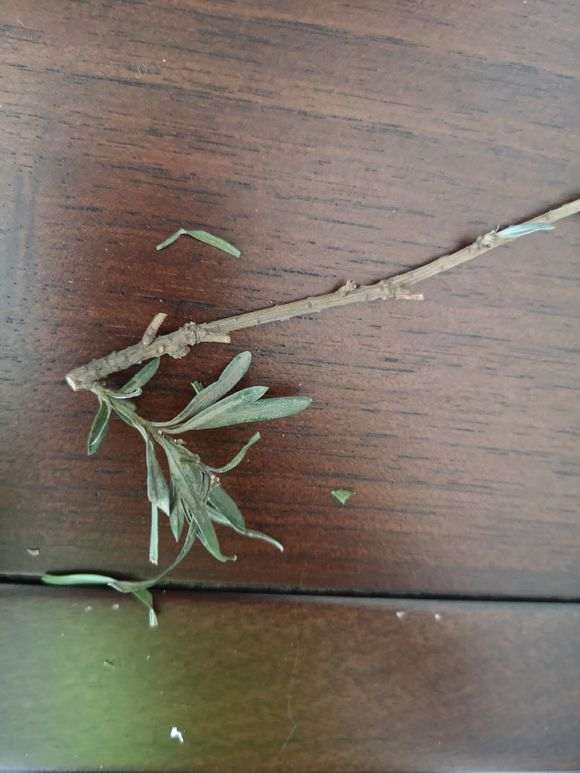 罗汉松盆景的叶子突然变灰白色 枝叶干枯