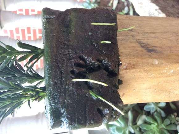 图解 我是怎么第一次扦插米叶罗汉松盆景