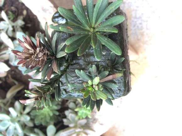 图解 我是怎么第一次扦插米叶罗汉松盆景