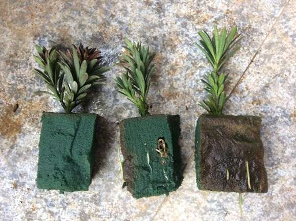 图解 我是怎么第一次扦插米叶罗汉松盆景