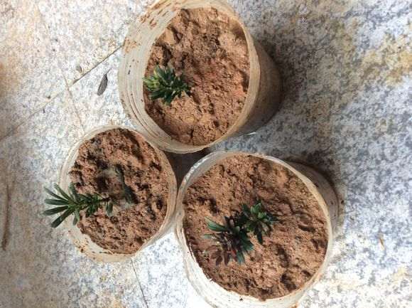 图解 我是怎么第一次扦插米叶罗汉松盆景