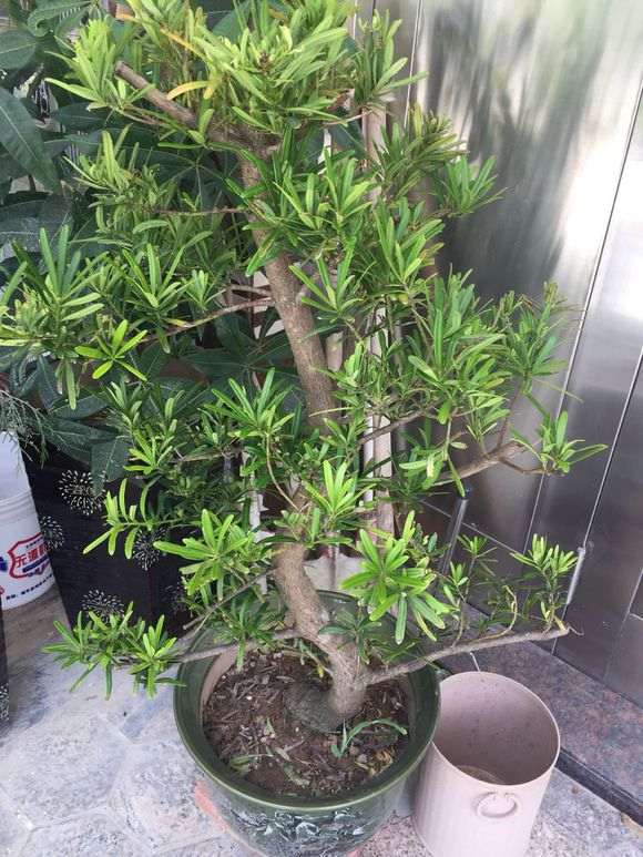 罗汉松盆景几天浇水一次最好