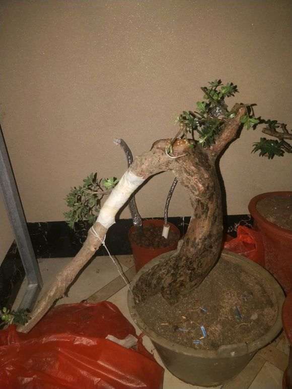 刚挖的米叶罗汉松拿弯上盆 不知会不死