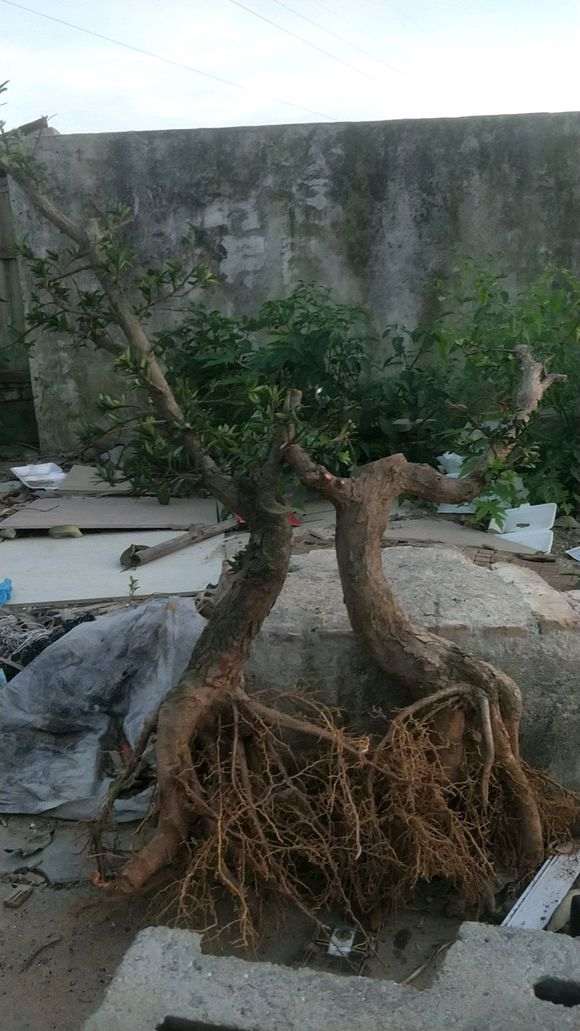 刚挖的米叶罗汉松拿弯上盆 不知会不死