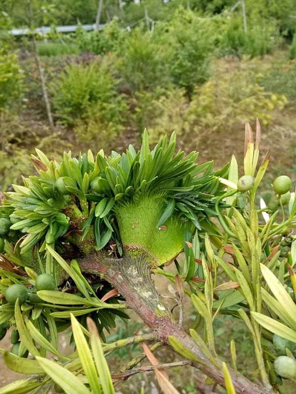 为什么罗汉松盆景枝干变成扇子形状