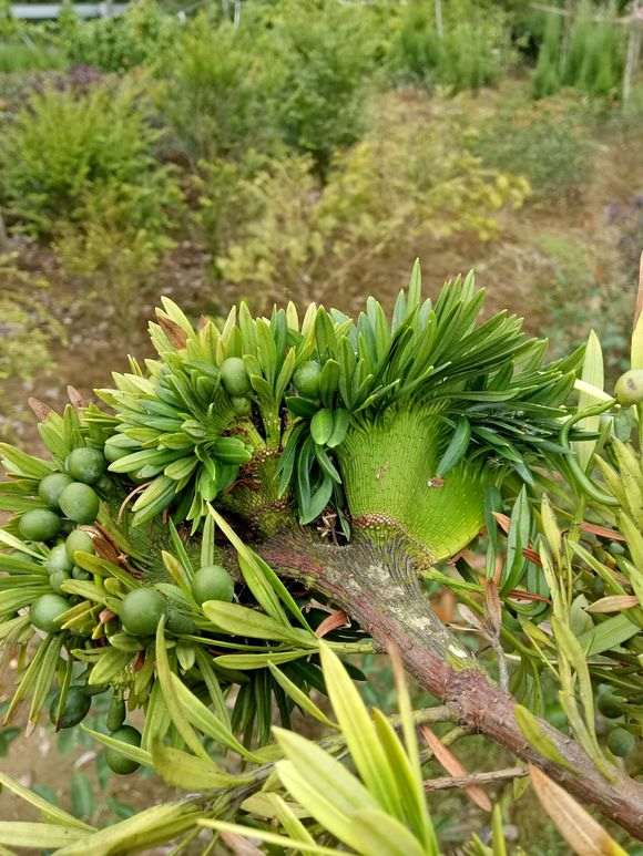 为什么罗汉松盆景枝干变成扇子形状