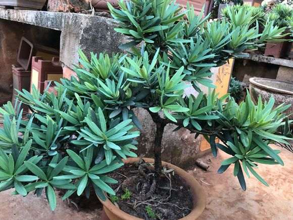 扦插繁殖20年的大理罗汉松盆景树