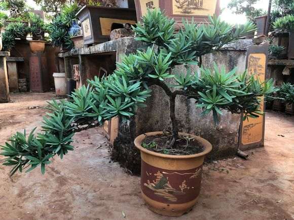 扦插繁殖20年的大理罗汉松盆景树