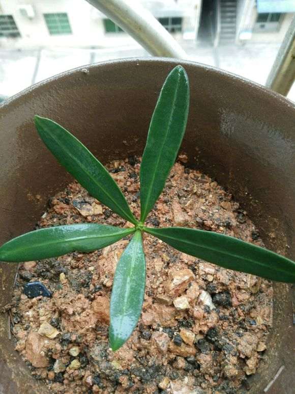 扦插繁殖20年的大理罗汉松盆景树