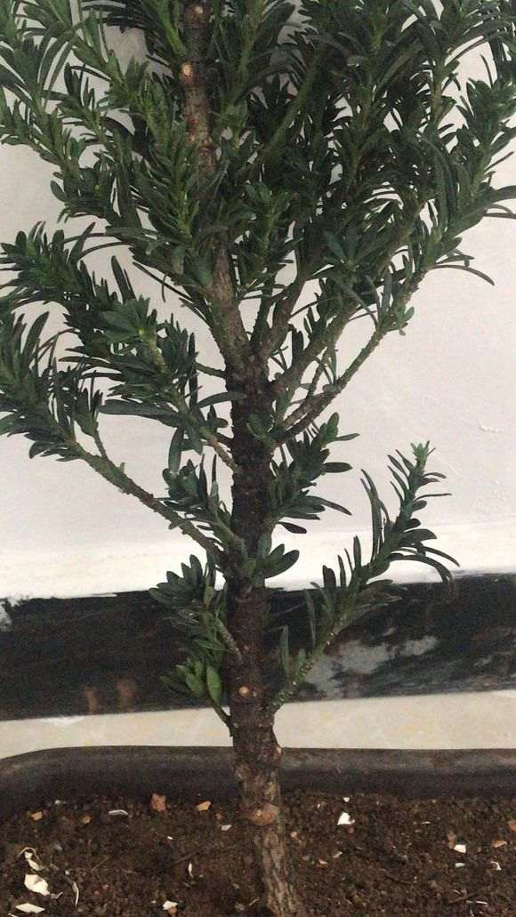 米叶罗汉松盆景发现蚜虫 怎么办