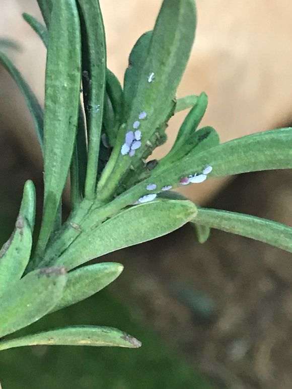 米叶罗汉松盆景发现蚜虫 怎么办